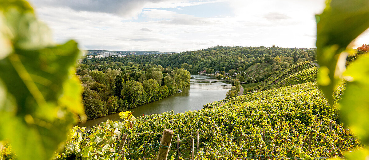 Weinberge der Stadt Stuttgart